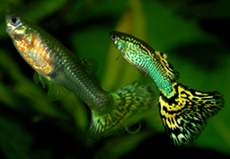 Poecilia reticulate guppy