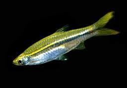 Rasbora daniconius dandi