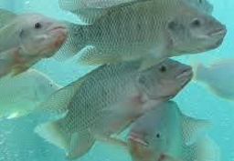 Tilapia species juvenile stages